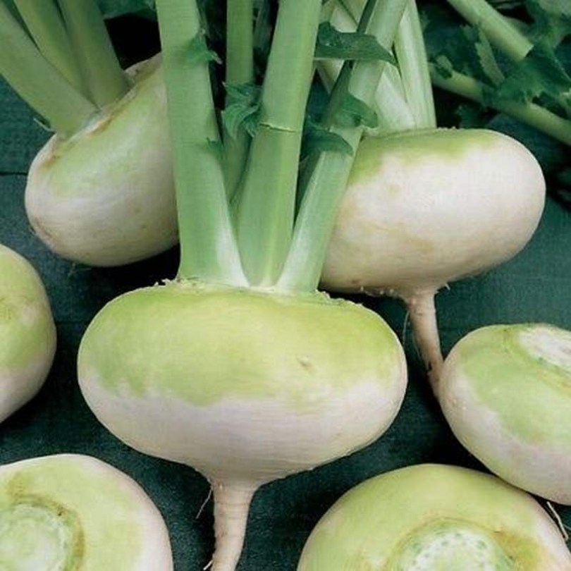 Platte Witte Mei Turnip - tarlórépa   - Különleges zöldségek az Egzotikus Növények Stúdiója kínálatából
